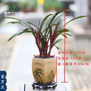花苗好绿浓香养种室内带德花卉业盆盆栽紫罗兰阳台芳建兰兰好植兰