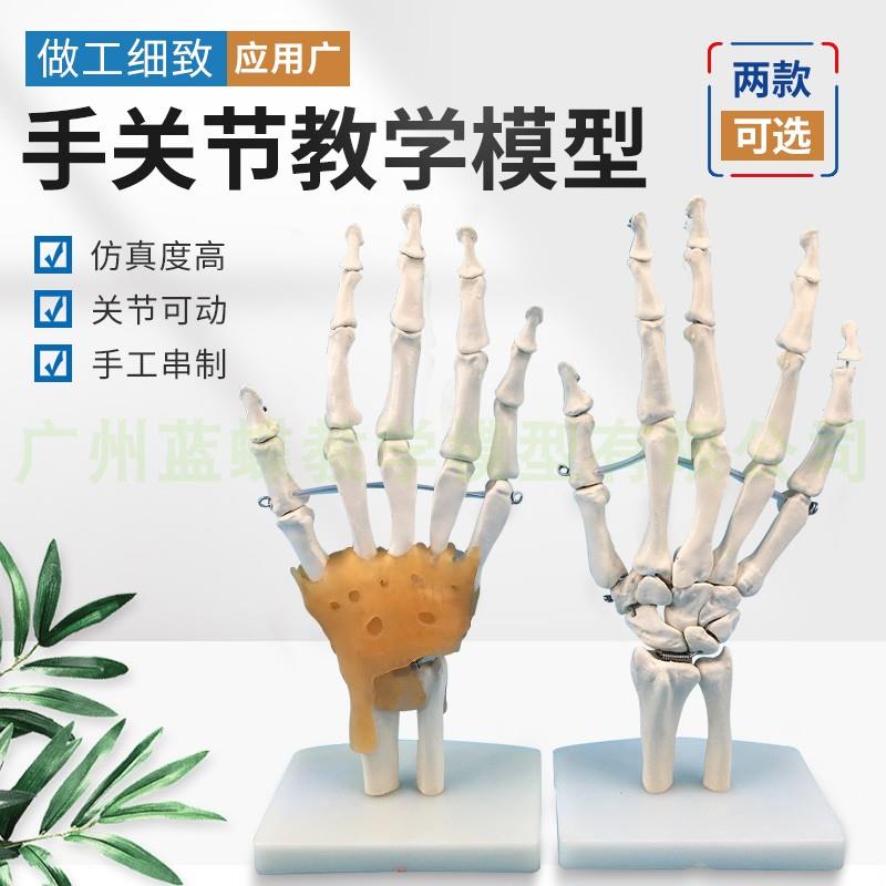 人体手骨 手关节附韧带模型 人体手指骨骼模型 手部手掌骨骼模型