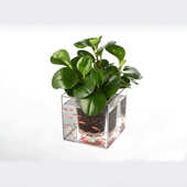 大号Crystal Cube自动灌溉立体桌面创意动感办公桌透明养鱼花盆瓶