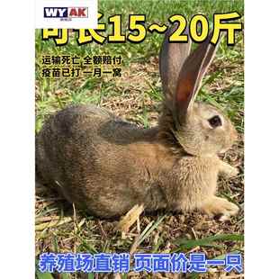 兔子活物种兔大型肉兔公母非一对成年家养兔比利时小兔幼苗体