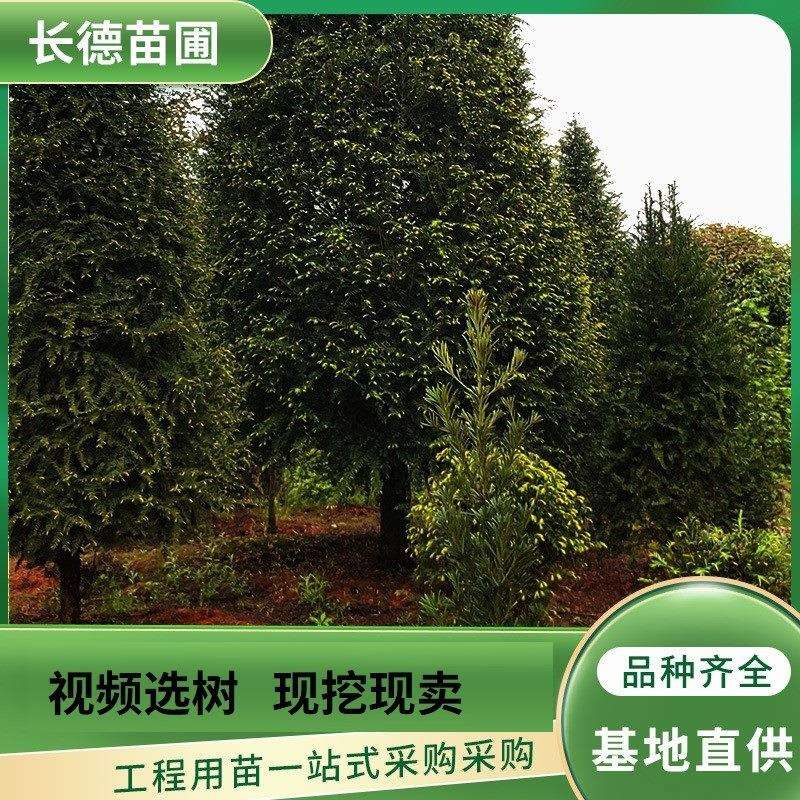 湖南长沙基地红豆杉防护园林庭院观赏小苗绿化工程量大从优