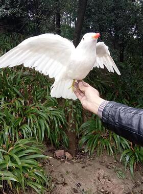 彷真展翅海鸥 婚纱摄影 办公室商场装饰家庭摆件影视场景道具模型