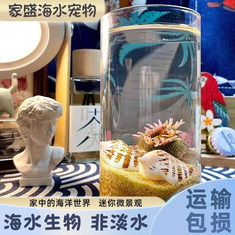 海洋宠物活物生态瓶海星海葵寄居蟹海水创意微景观生态小鱼缸摆件