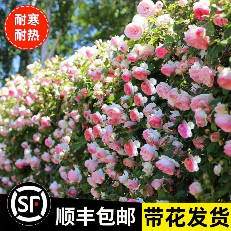 蔷薇花苗爬藤四季开 花藤本月季特大庭院爬藤植物阳台花卉玫瑰盆