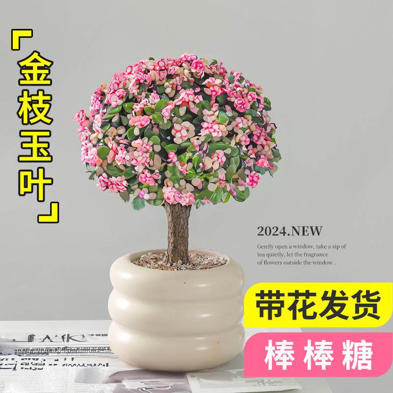 金枝玉叶盆栽老桩多肉植物棒棒糖造型水培盆景办公室内花卉绿植物
