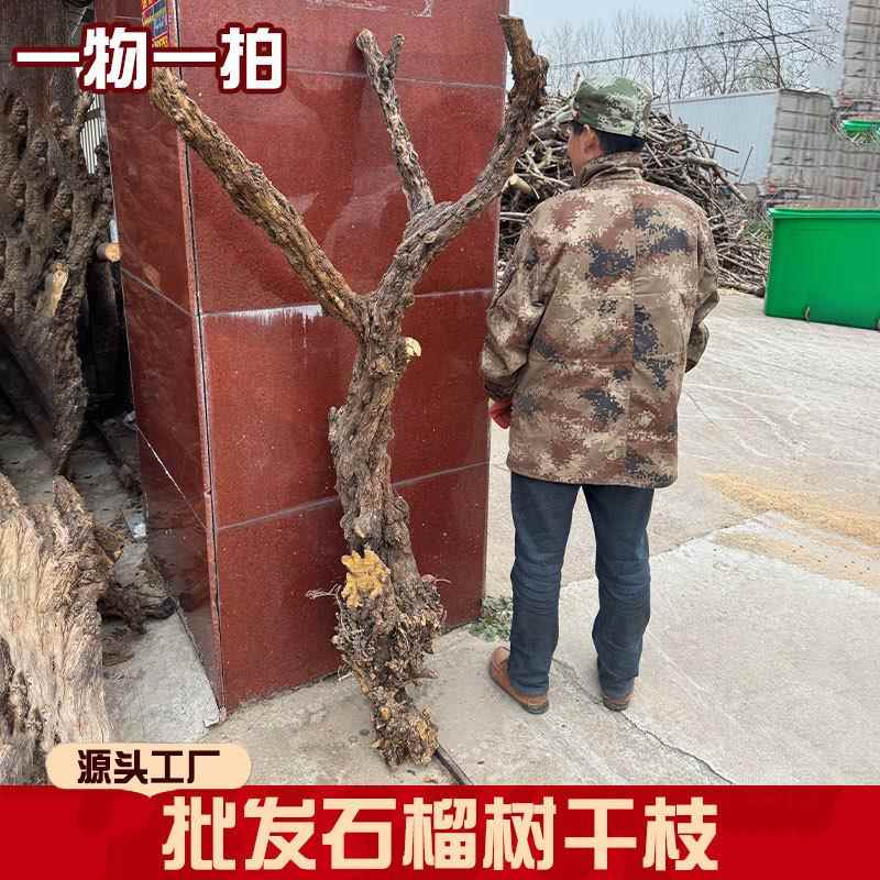 石榴树干装树饰造型枯带石榴树干皮石榴干服装装树树枯树干树枝枯
