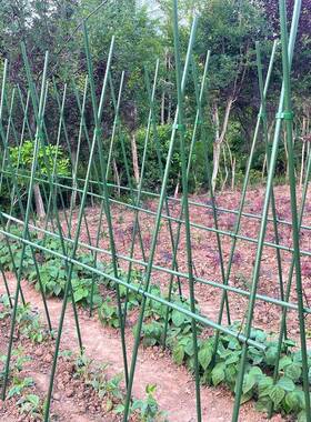 豆角架黄瓜架四季豆爬藤支撑架菜园菜架子种菜种植蔬菜架杆搭支架