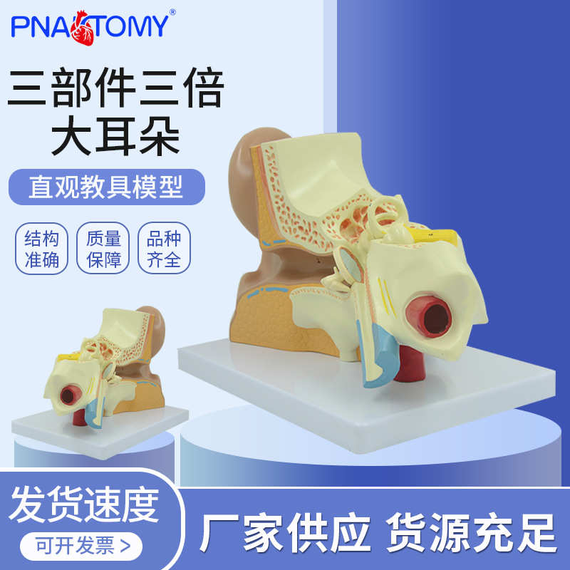 耳朵模型内耳迷路耳廓耳解剖科技馆展示 放大生命馆展品