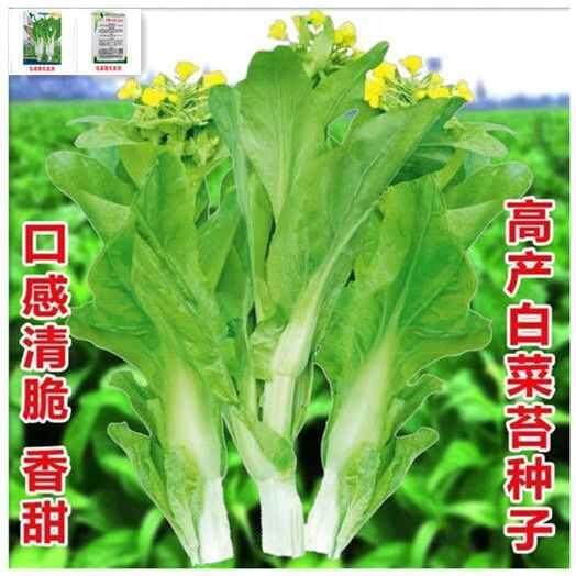 甜菜苔甜菜心种子白菜苔芯种籽四季播甜薹阳台盆栽菜籽菜蔬菜种孑,鲜花速递/花卉仿真/绿植园艺,土壤覆盖物,淘宝优惠券,粉丝福利购,淘宝优惠卷