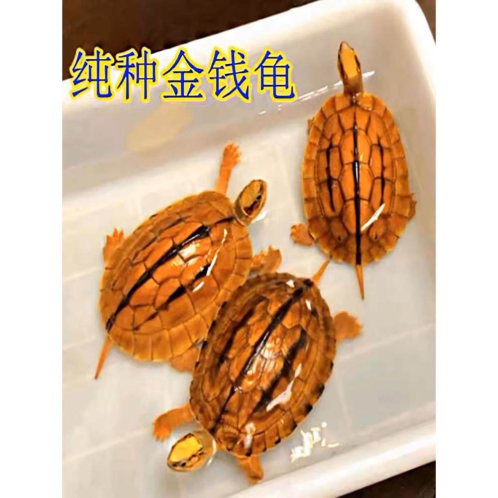 正宗纯种南石金钱龟稀有龟海南招财黄金龟镇宅家养活体宠物观赏龟