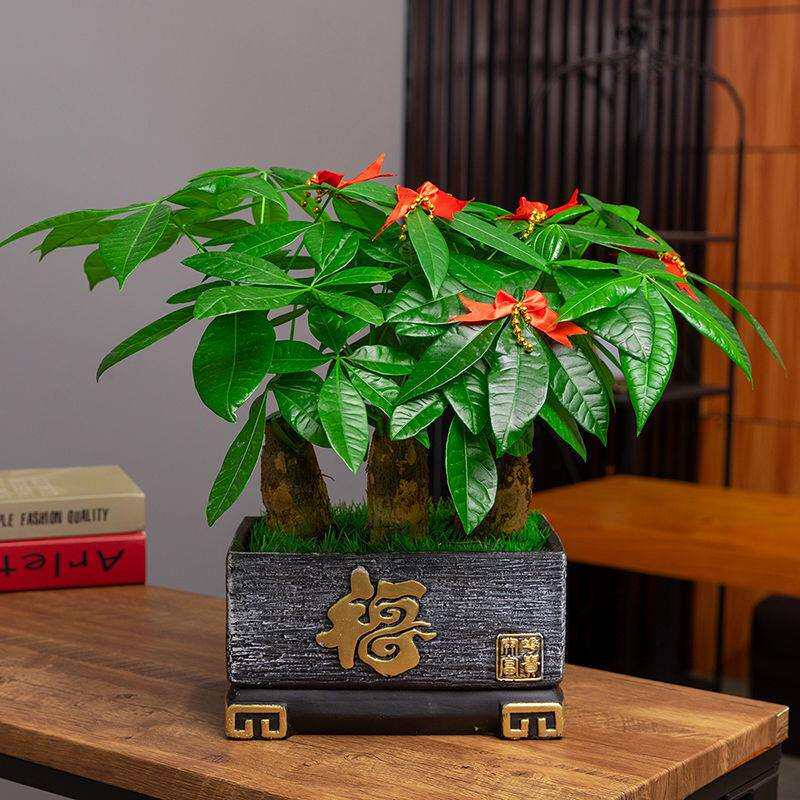 发财树盆栽室内花卉办公室绿色植物小盆景客厅招财金钱树盆栽绿植