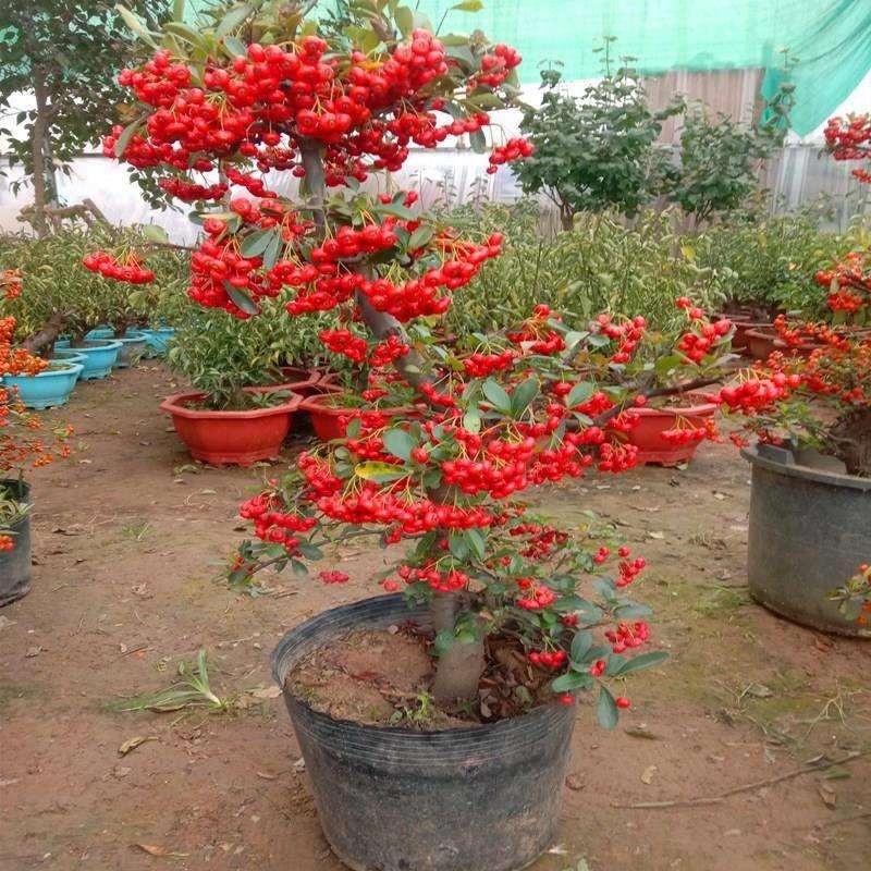 火棘树盆栽吉祥果喜庆果满堂红火棘树桩观花观果盆景红红火火