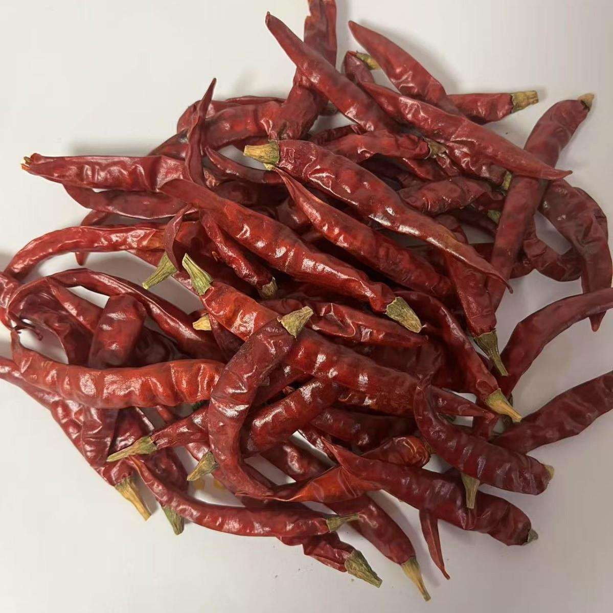 印度辣椒 剪把 高辣印度S17辣椒 自进自销 大量 S17剪把