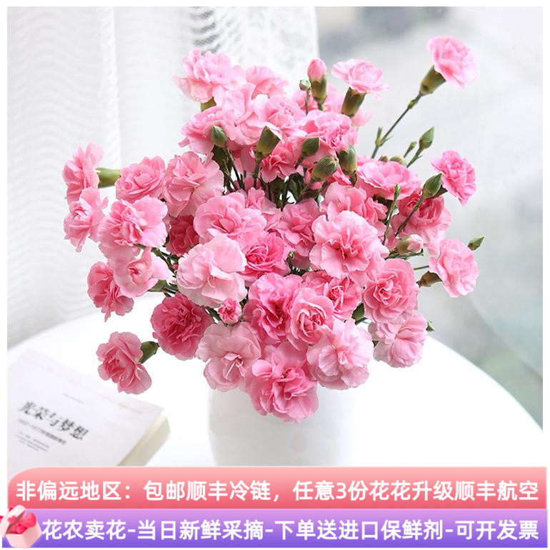 鲜花多头康乃馨云南鲜切花直批昆明斗南基地直发家用水养冬季年宵