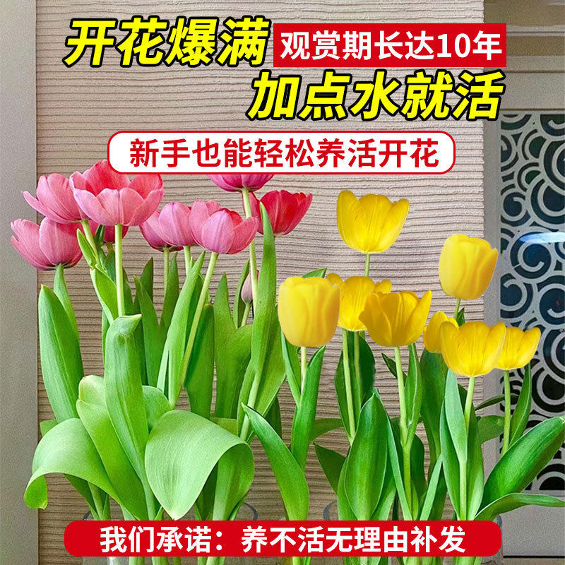 水培郁金香大种球水仙花种子花卉