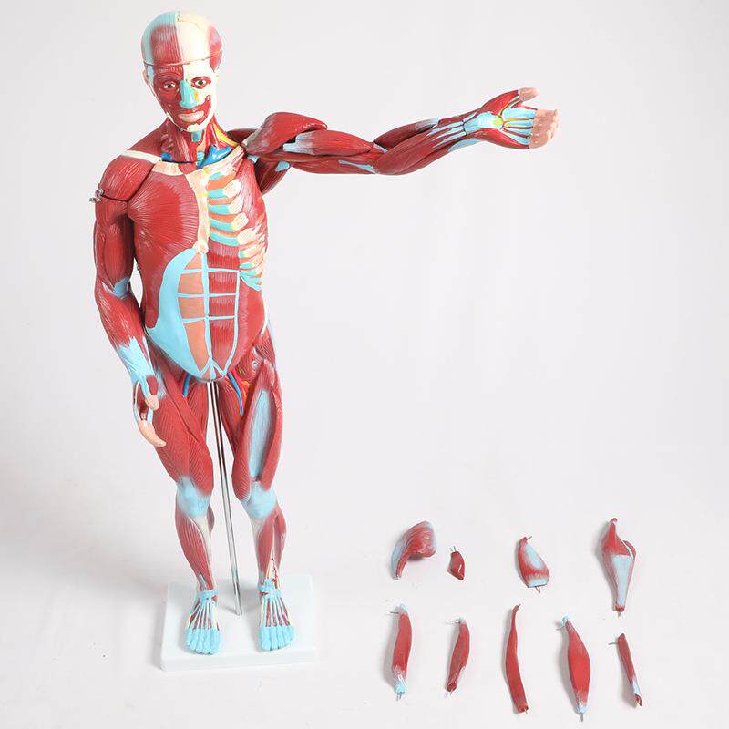 博友人体肌肉模型 27件人体全身肌肉附内脏模型,人体运动肌肉模型