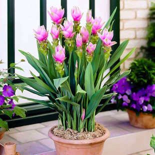 姜荷花盆栽带花庭院花园观花植物多年生球根花卉耐热花期久包邮