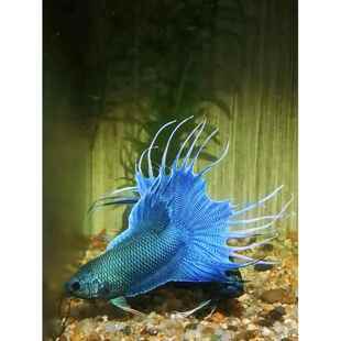 中国斗鱼 无纹蓝 水中游龙 淡水观赏鱼 国斗懒人鱼 无需打氧