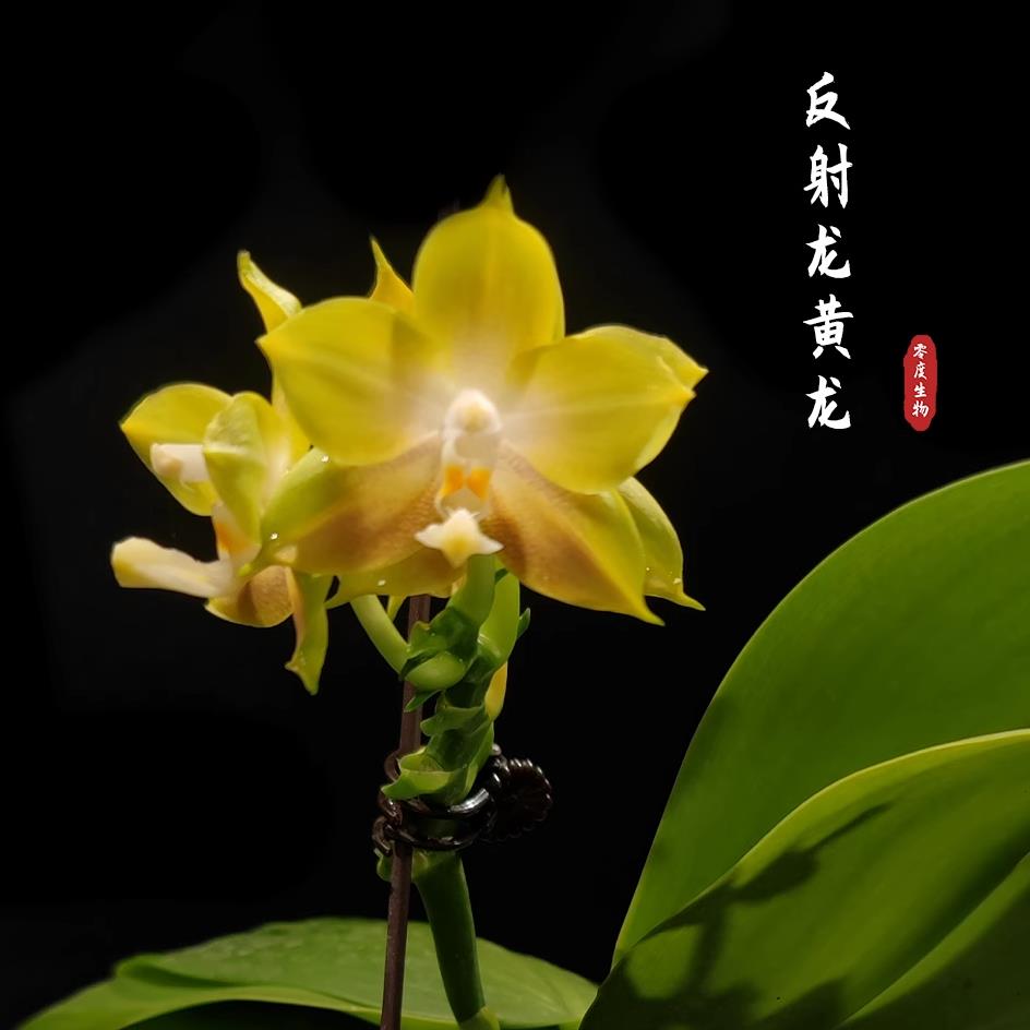 【零度生物】弥陀反射黄龙原生蝴蝶兰花型兰花盆栽兰花苗新手好养