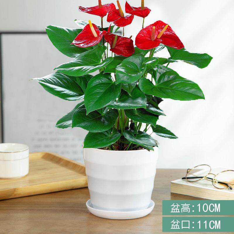 假花仿真盆栽红掌发财树装饰植物室内外客厅花塑料落地小盆景