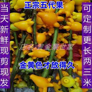 五代果鲜花年花春节摆件鲜切枝五世同堂黄金果干花干放福寿果植物