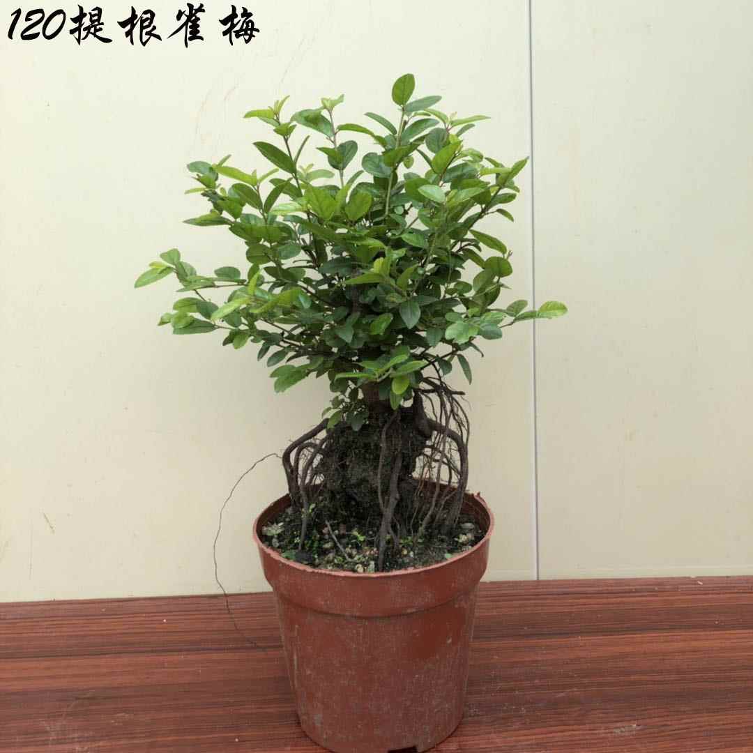 【盆景直供】实物拍摄 雀梅盆景树桩 桌面小品盆景 阳台绿植 提根