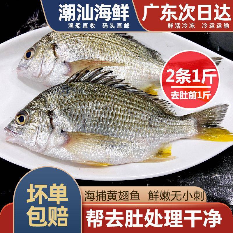 大黄翅鱼2条一斤黄立鱼新鲜海捕潮汕海鲜水产鲜活冷冻黄墙黄脚立