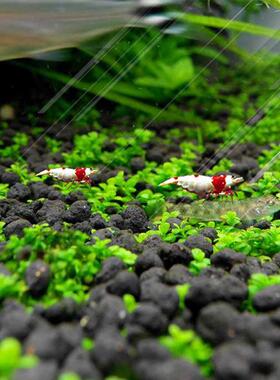 Aquarium Seeds Water Grass Mini Leaf Live Plant Fish Tank2