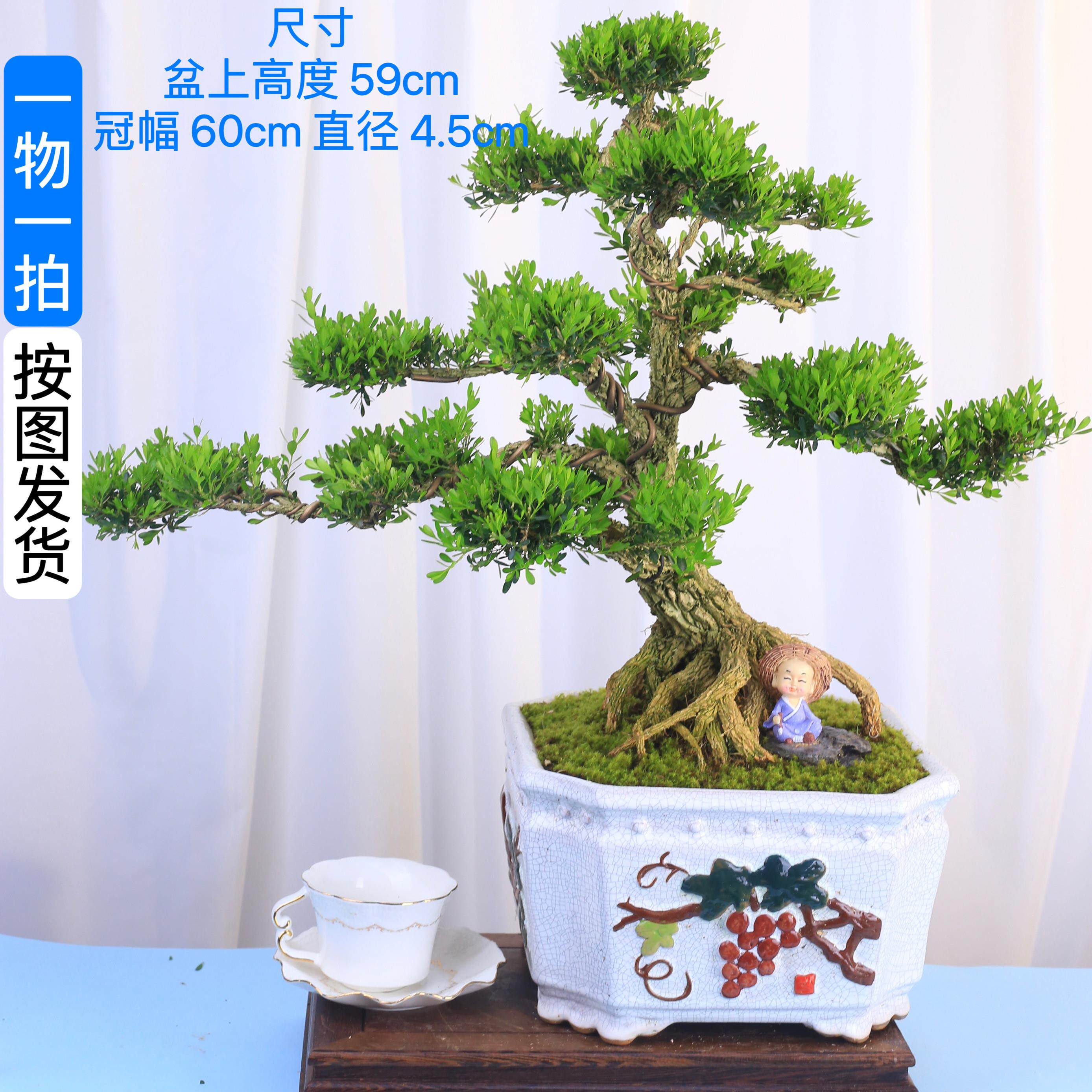 黄杨盆景老桩雀舌黄杨木造型室内绿植客厅茶桌阳台办公室一物一拍