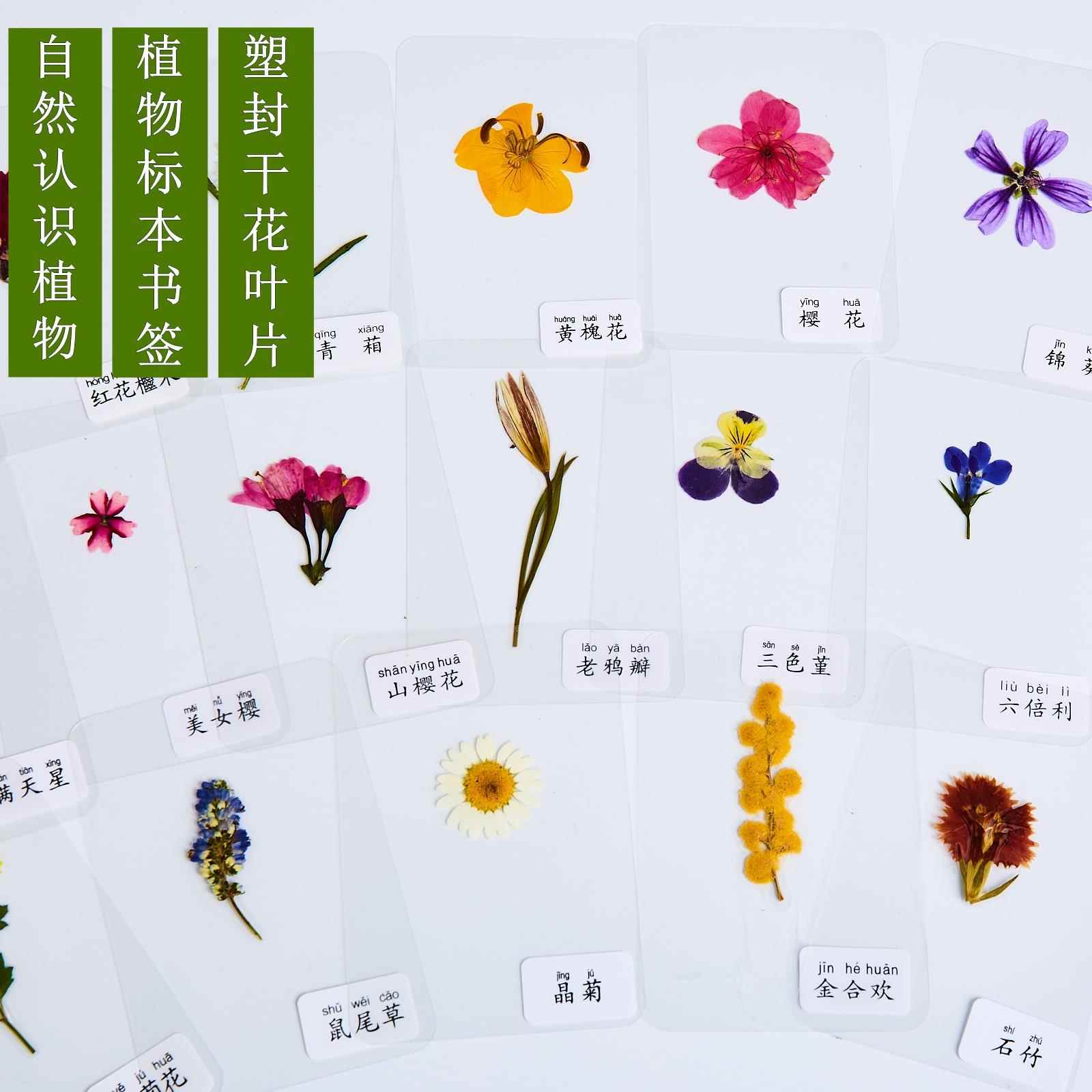塑封书签天然树叶标本老师教学材料真花干花儿童学生认识植物卡片