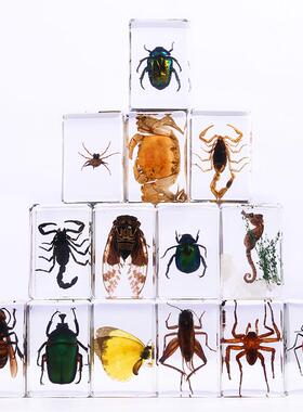 艾薇爆款 手工滴胶树脂昆虫书镇 透明琥珀昆虫标本旅游景区热卖