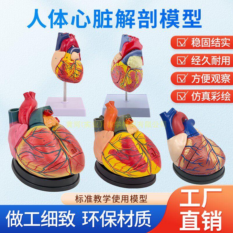1:1人体心脏模型B超彩超声医学心内科心脏解剖教学自然大心脏