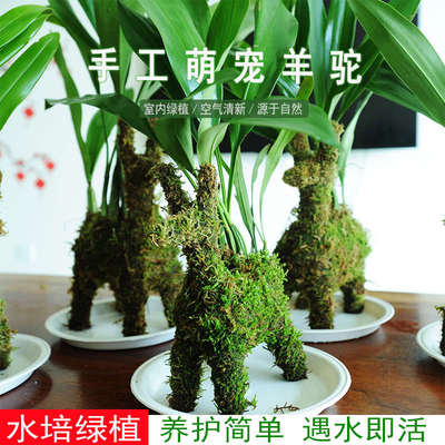 青苔藓趣味微景观网红植物羊驼富贵竹水培盆栽兰花苗盆景装饰绿植