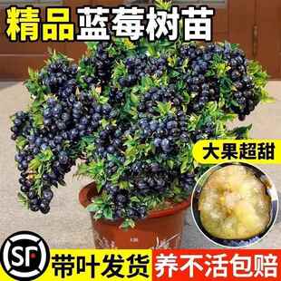 蓝莓树果苗带花苞蓝莓苗南北方种植兔眼特大阳台盆栽树苗当年结果