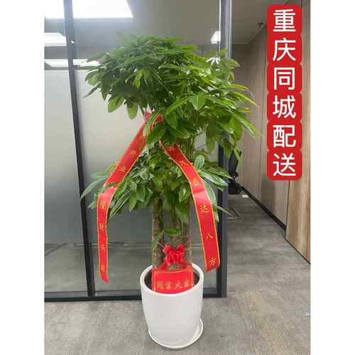 乔迁送礼开业重庆大型绿植步步高水泥盆植物发财树其他咖啡盆栽