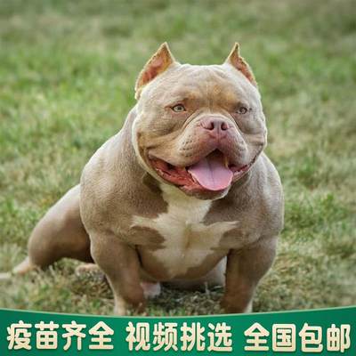 纯种恶霸幼犬赛级双血统蓝黑色丁香色美国恶霸犬口袋蛤蟆体宠物狗