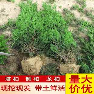 塔柏树苗柏树苗侧柏扁柏圆柏松树宝塔刺柏带土工程绿化耐寒四季青