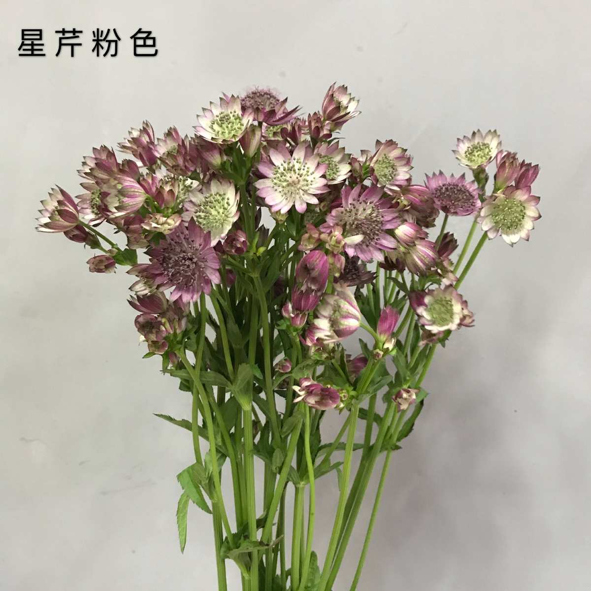 厂家直销【木绣球  星芹 兔葵 金鹅绒】昆明基地批发 花店婚庆高