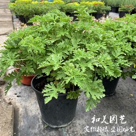 驱蚊草盆栽 香叶天竺葵 多年生柠檬香草 驱蚊虫植物