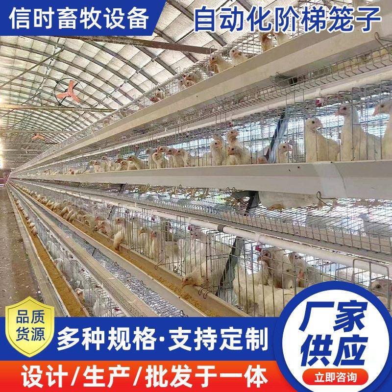 A型阶梯蛋鸡笼自动化源头厂家阶梯蛋鸡笼热镀锌鸡舍家用养殖场设