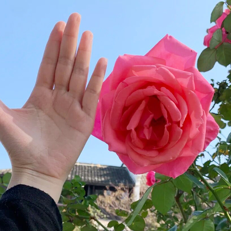 粉扇月季花大苗盆栽老桩阳台客厅庭院玫瑰四季开特大浓香花卉植物