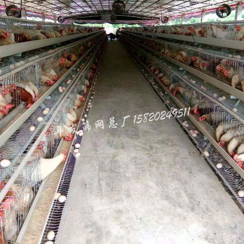 广州厂家现货供应蛋鸡养殖笼具四层可养128只鸡自动饮水系统鸡笼