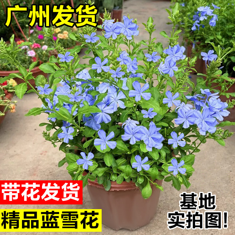 蓝雪花盆栽带花苞大苗老桩爬藤植物阳台庭院室内花卉绿植四季开花