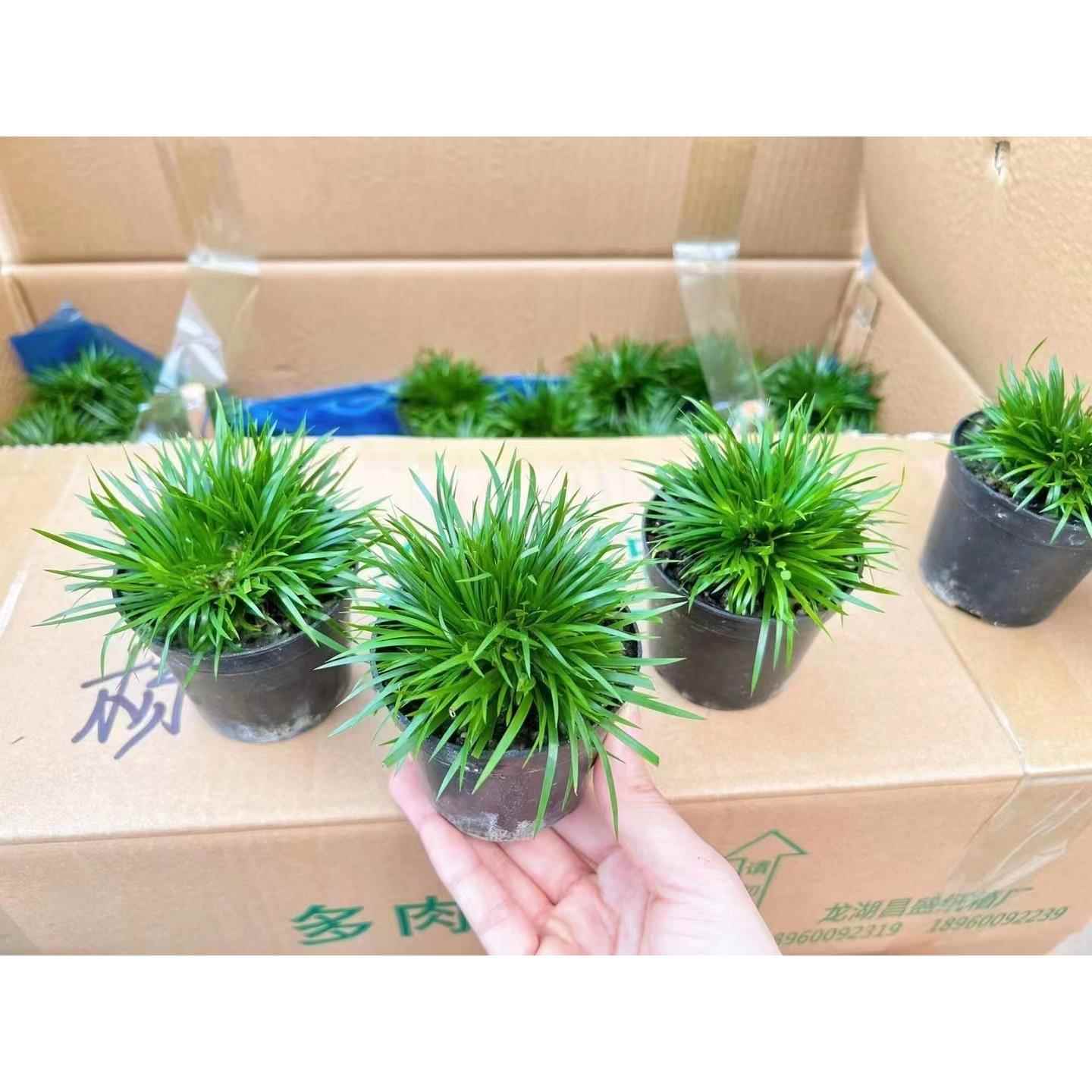 80#金钱菖蒲 水陆缸迷你微景观 办公室 盆景