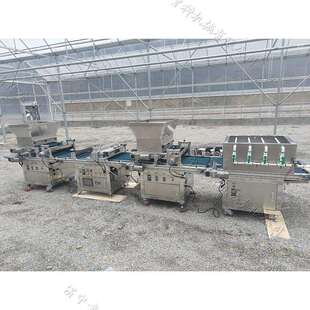 滚筒式穴盘育苗播种机辣皮子育苗双粒点播机蔬菜基地育苗用点种机