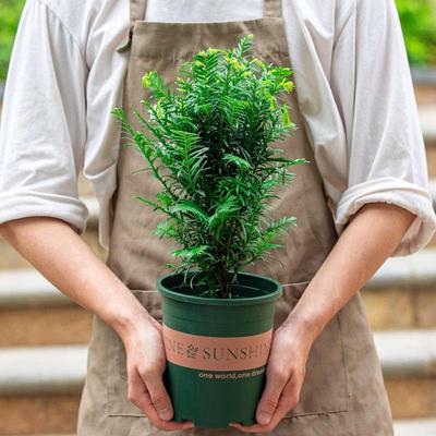 红豆杉树苗盆栽老桩苗室内阳台窗台室外花园好养植物盆景花卉绿植