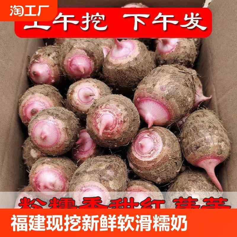 福建现挖新鲜芋子糯奶香红芽芋小芋头毛芋仔芽艿非广西自种即食