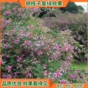 道路公路绿化花草种植厂家 固土灌木胡枝子生态护坡复绿草籽