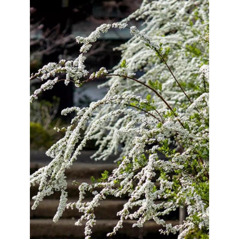喷雪花盆栽雪柳花树苗庭院多年生灌木植物耐寒易成活花期久包邮