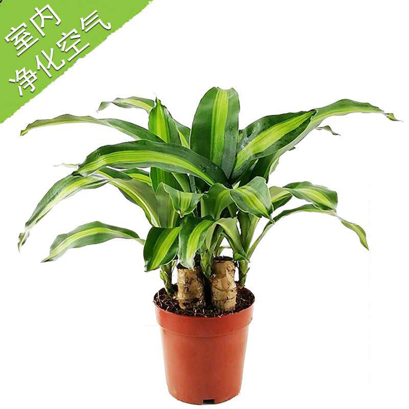 幸运巴西木带芽土培盆栽室内桌面四季常绿植物好养活花卉净化空气